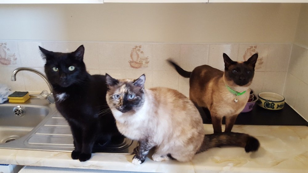 House Sitting