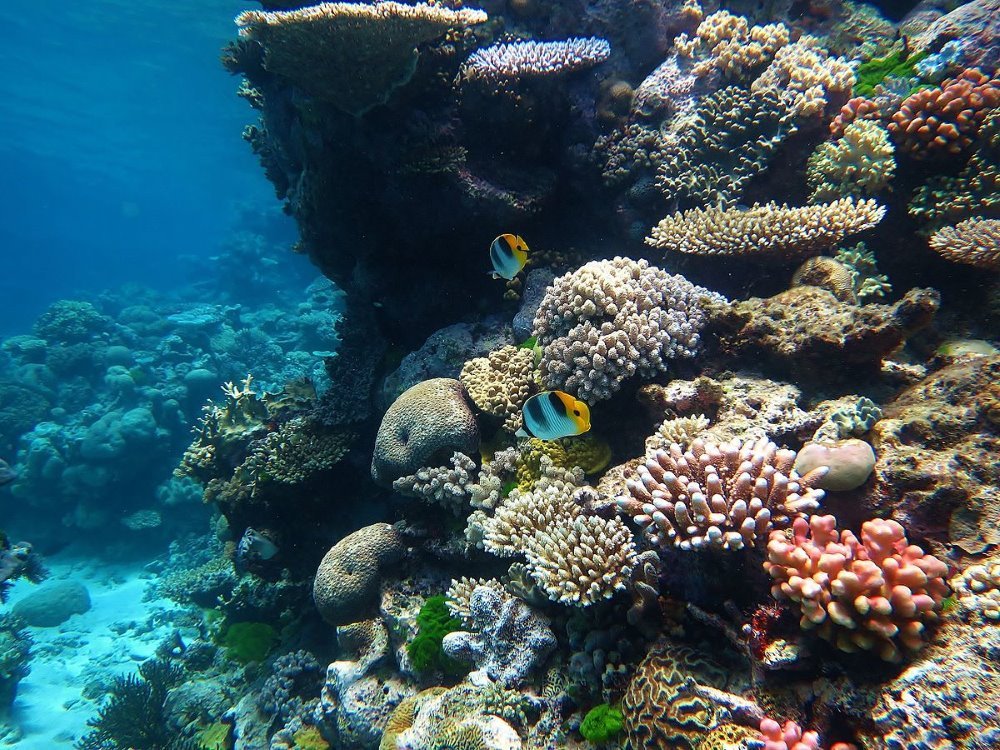 Great Barrier Reef coral diving off Bundaberg
