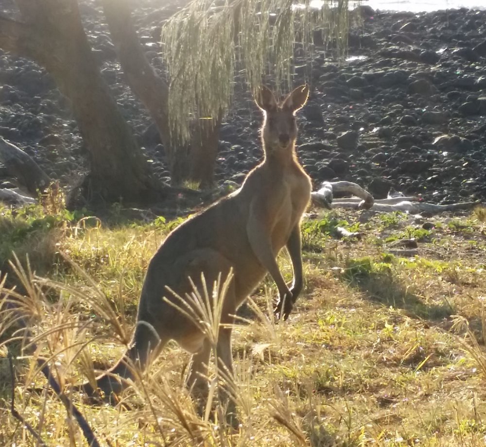 Kangaroo at Mon Repos conservation park.