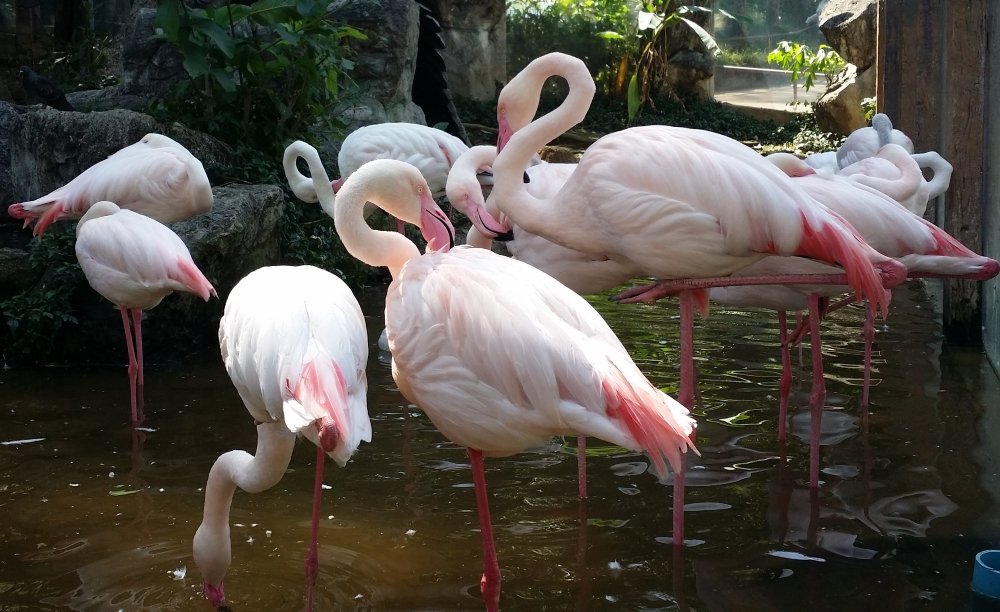 Chiang Mai Zoo