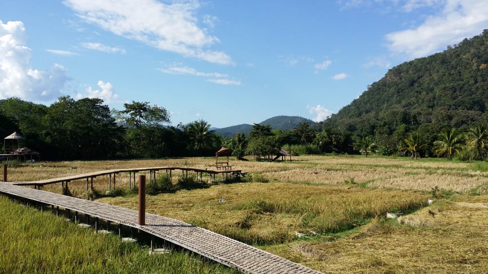 Bamboo Bridge Rice Field