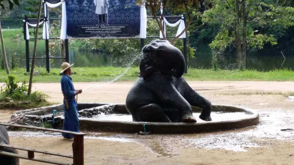 Elephant in Water