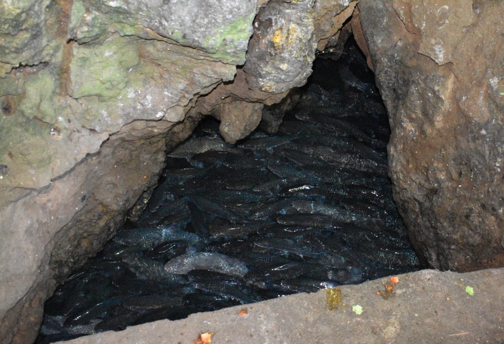 Fish in Cave