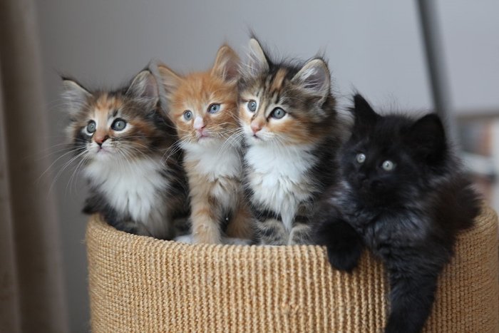 Kittens in basket