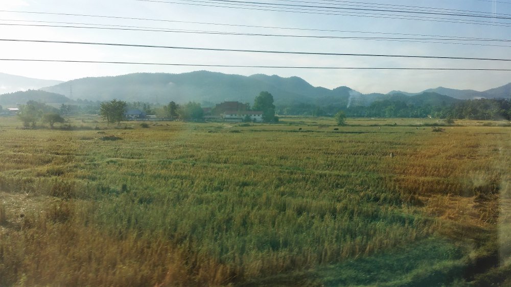 Rice paddies in Thailand