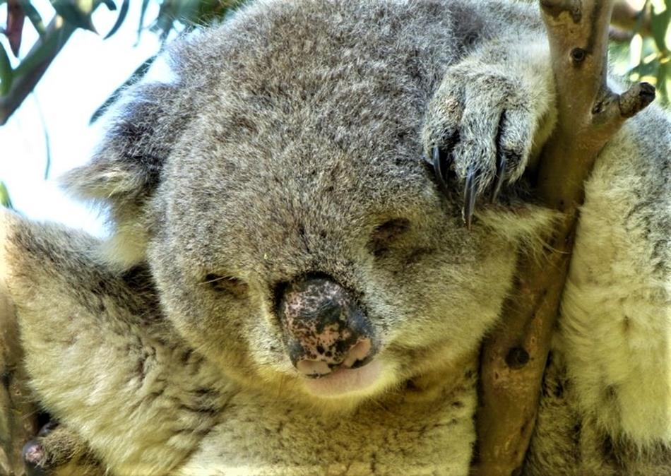 Great Ocean Road Self Drive Tour Koalas Kennett River