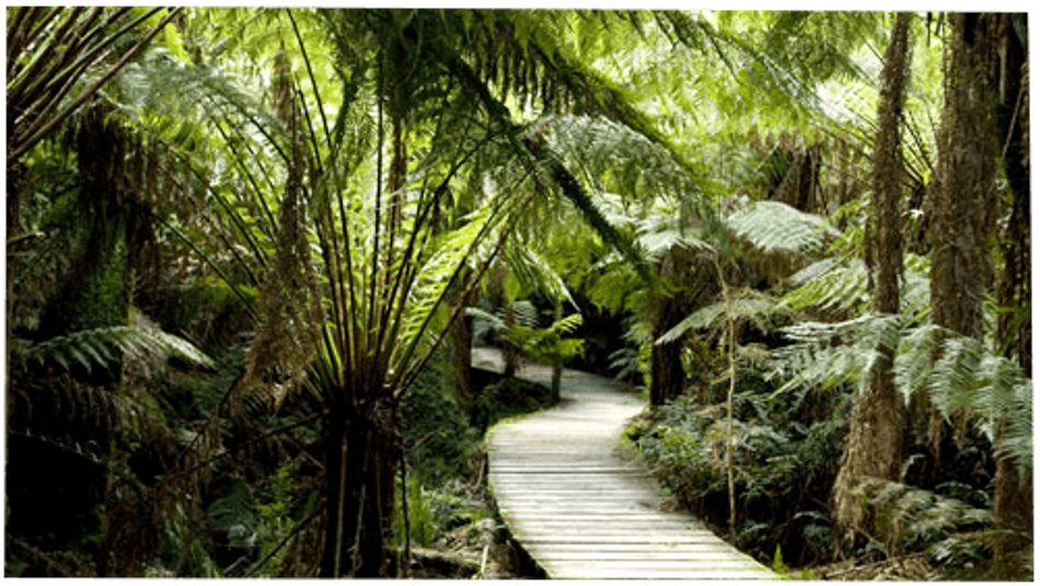 Maits Rest Rainforest Walk