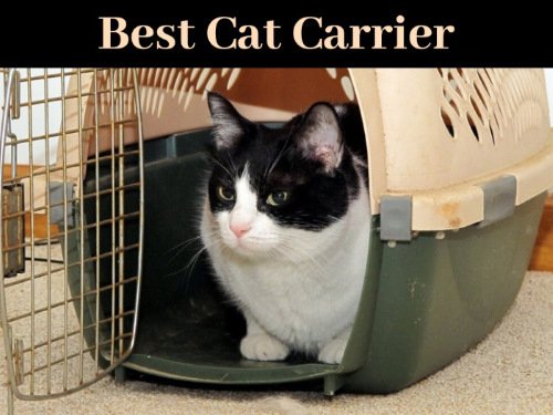 Best pet carrier 2020