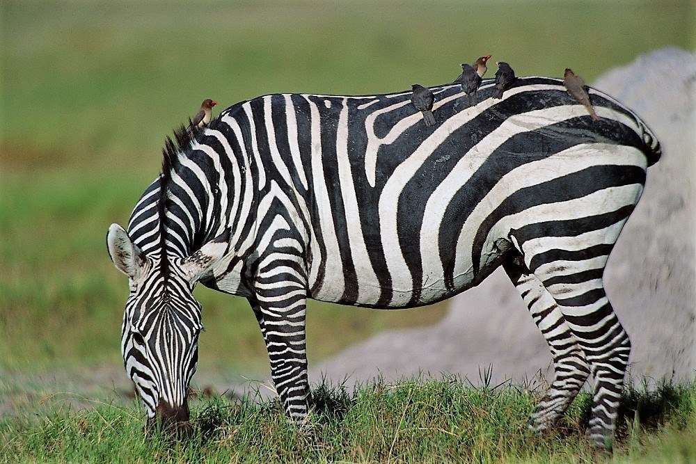 Zebra in Masai Mara National Reserve Kenya 