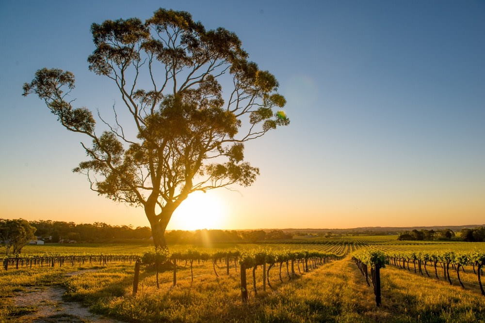 Barossa Valley wine region Australia