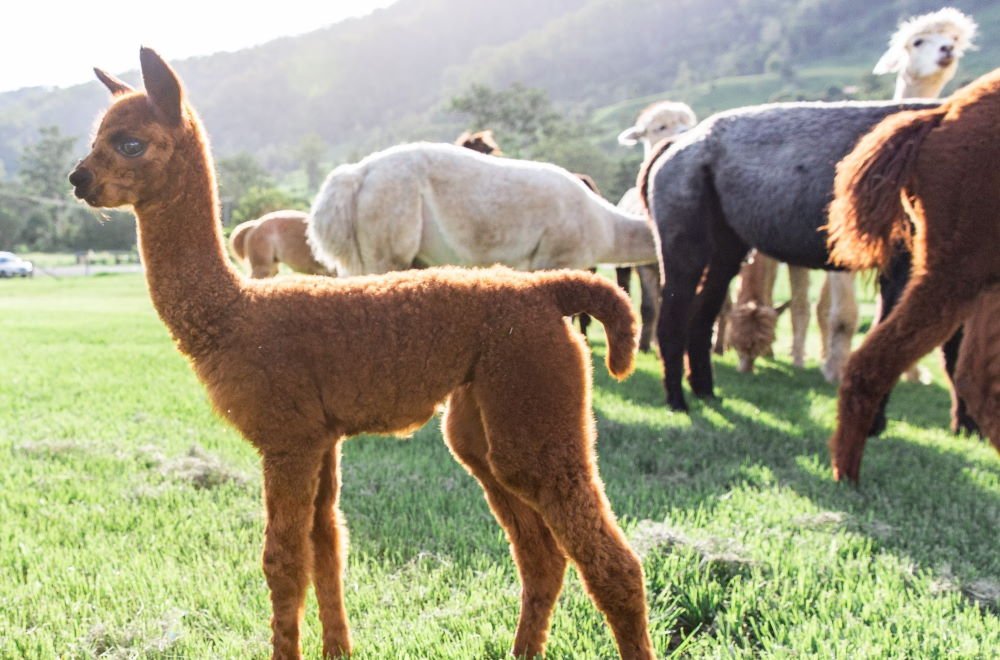 Mountview Alpaca Farm is a short drive from Brisbane and a great place for kids.