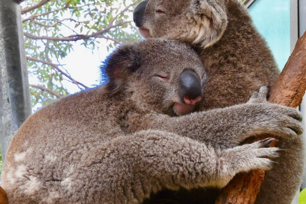Koalas at Taronga Zoo 