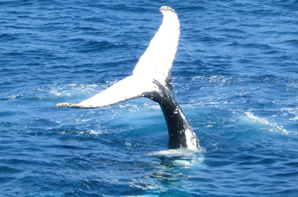 Whale tail Sydney