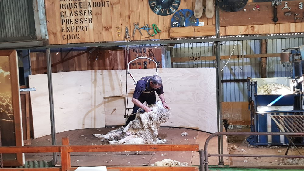 Sheep shearing