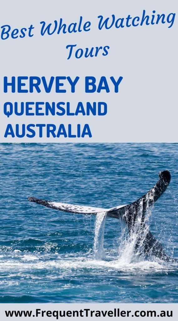How to take a whale watching cruise in Hervey Bay