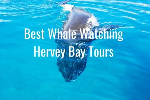 Best tours for whale watching in Hervey Bay