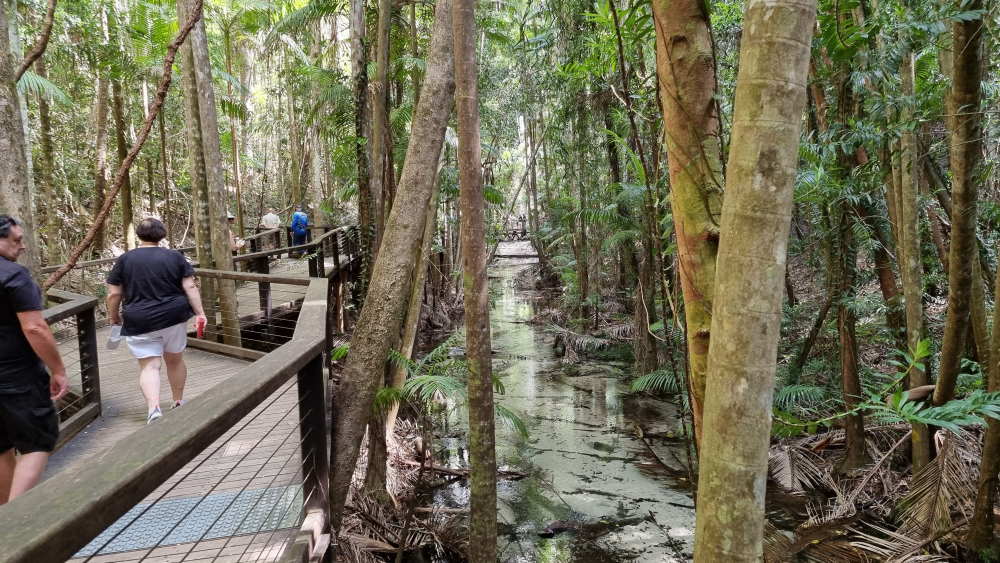 Wanggoolba Creek rainforest