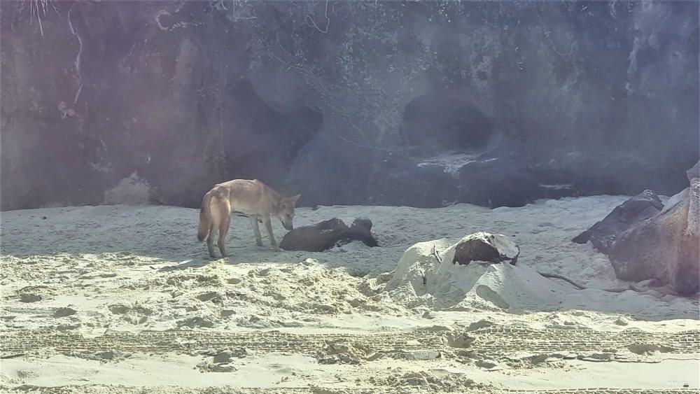 Dingo on Fraser Island