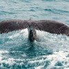 Hervey Bay Whale