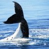 Fraser Island tour with whale watching