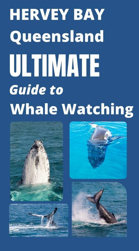 Ultimate Guide to Hervey Bay Whale Watching