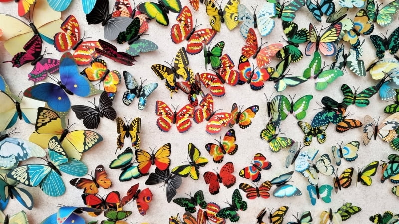 Butterflies - Kuranda
