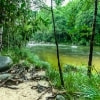 Daintree Rainforest