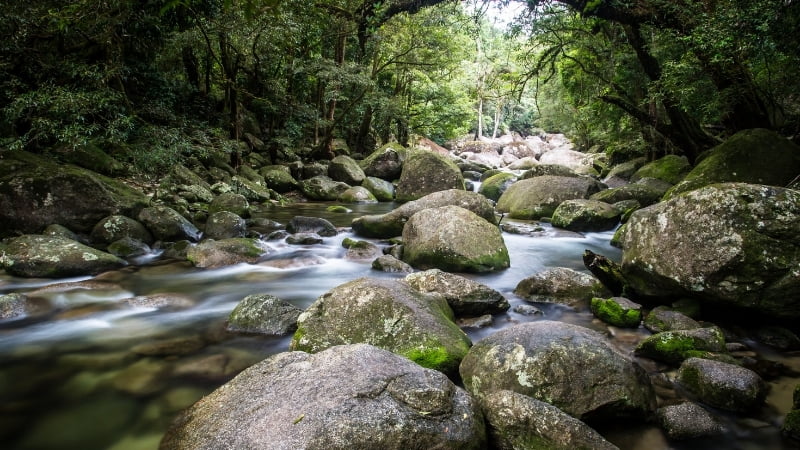 See Mossman Gorge on a day trip from Cairns to Cape Tribulation and the Daintree Rainforrest.