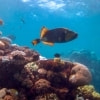Outer Reef Cairns