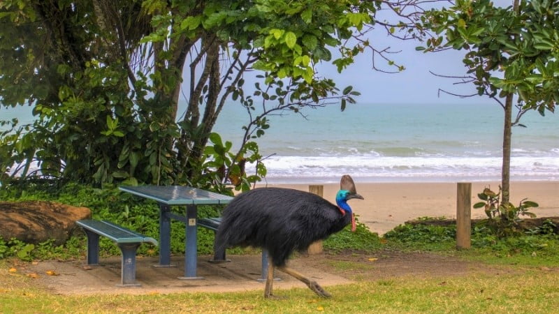 Cassowary at Etty Bay