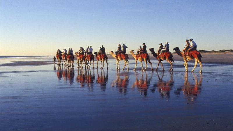 Camels on Cable Beach