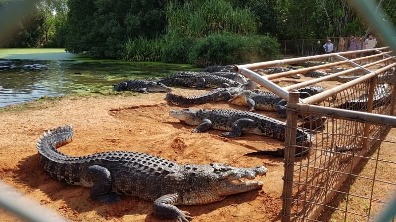 Malcolm Douglas Crocodile Park