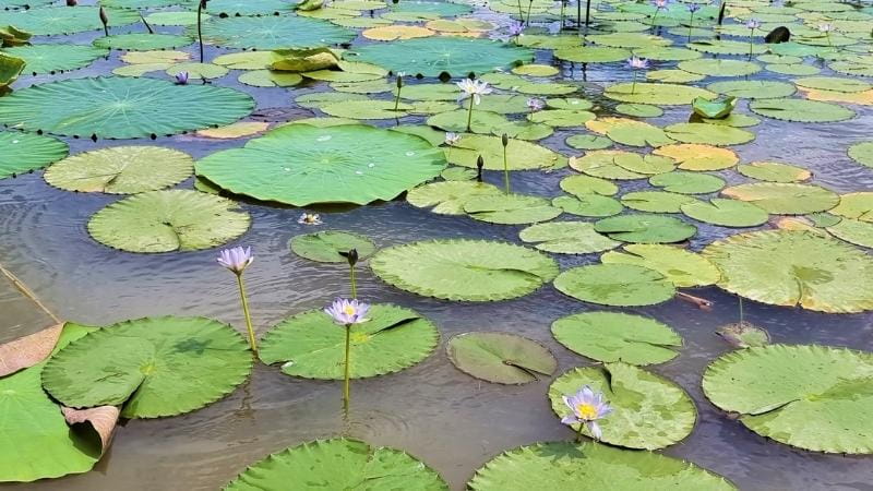 Water Lilies