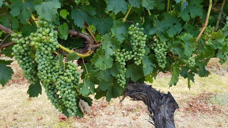 Grape vines at Margaret River
