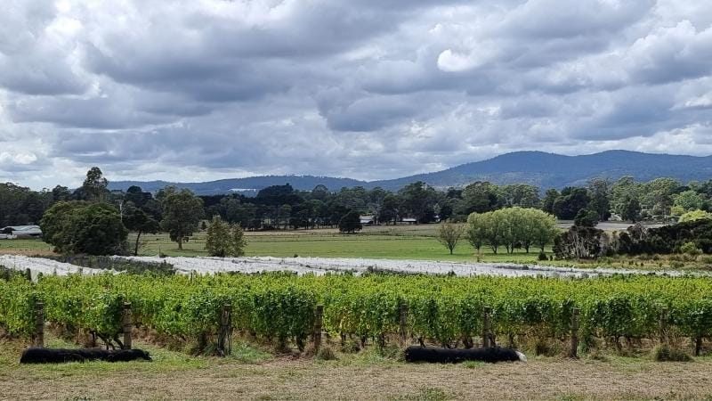 Vineyards in Tasmania