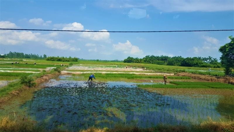 Rice paddies on the way to Halong Bay Vietnam