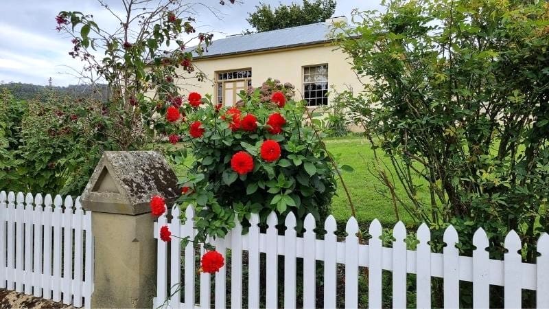 Roses blooming along Civil Officers Row Port Arthur