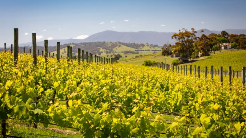 Yarra Valley vineyards