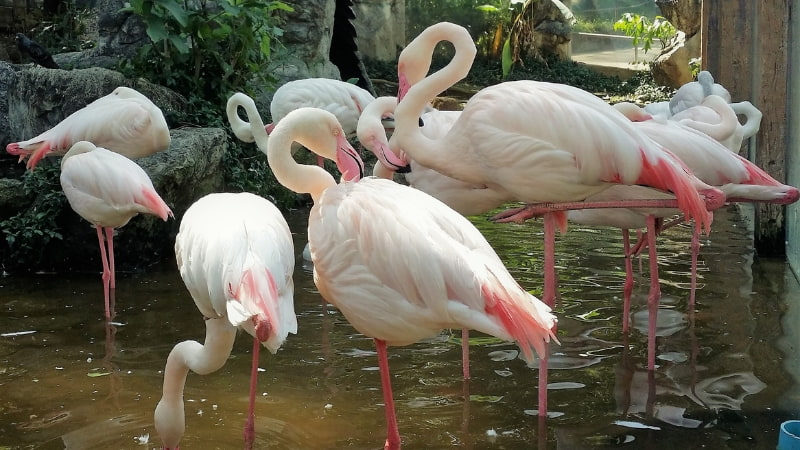Flamingos at Chiang Mai Zoo