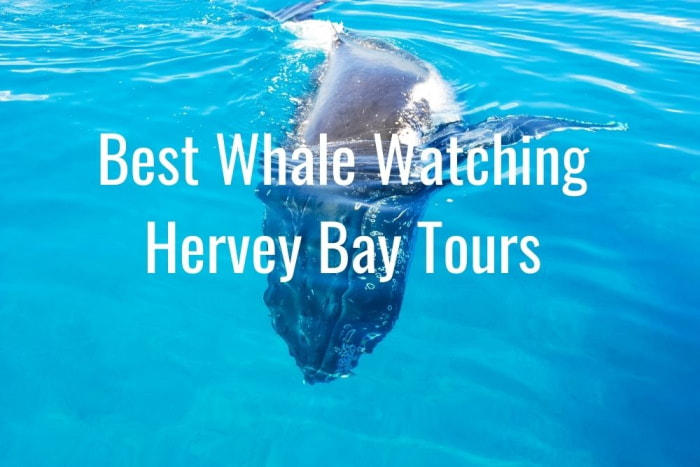 Whale Watching Hervey Bay Tours