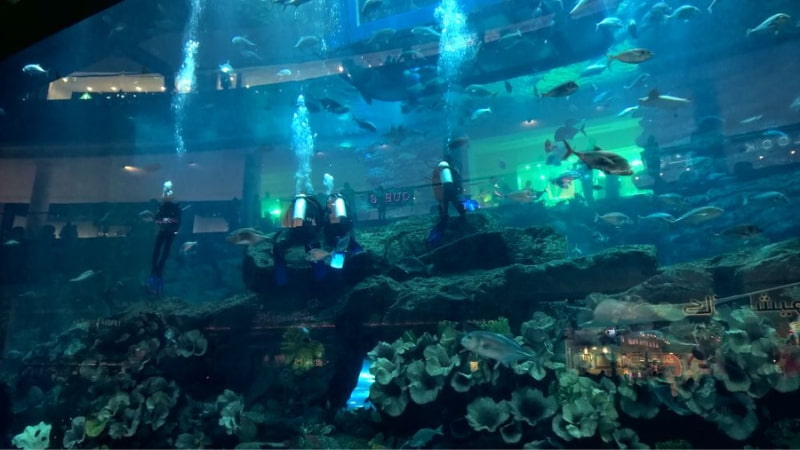 5 Days in Dubai The Dubai Aquarium has daily displays