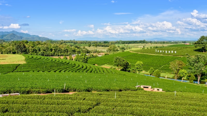 Is Chiang Rai worth visiting Choui Fong Tea Plantation